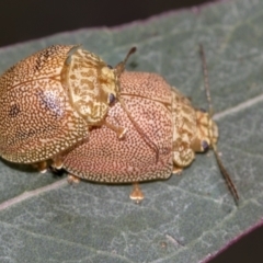 Paropsis atomaria (Eucalyptus leaf beetle) at Acton, ACT - 12 Nov 2022 by AlisonMilton