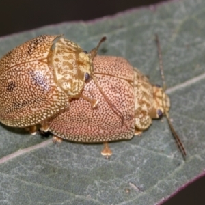 Paropsis atomaria at Acton, ACT - 12 Nov 2022 03:56 PM