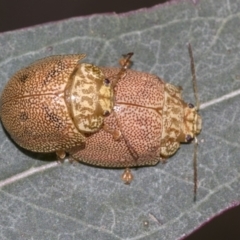 Paropsis atomaria at Acton, ACT - 12 Nov 2022 03:56 PM