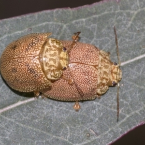 Paropsis atomaria at Acton, ACT - 12 Nov 2022 03:56 PM