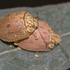 Paropsis atomaria at Acton, ACT - 12 Nov 2022 03:56 PM