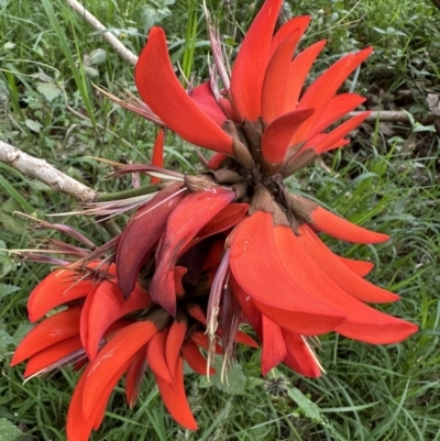 Erythrina x sykesii (Common Coral Tree) at Kangaroo Valley, NSW - 13 Nov 2022 by lbradleyKV