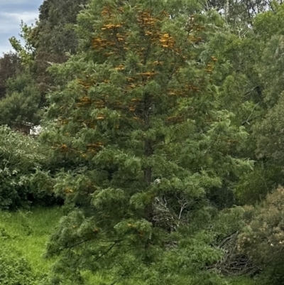 Grevillea robusta (Silky Oak) at Kangaroo Valley, NSW - 13 Nov 2022 by lbradley