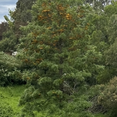 Grevillea robusta (Silky Oak) at Kangaroo Valley, NSW - 13 Nov 2022 by lbradleyKV