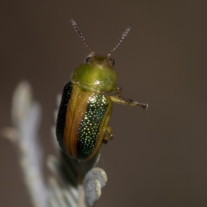 Calomela vittata at Acton, ACT - 12 Nov 2022