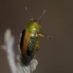 Calomela vittata (Acacia leaf beetle) at Acton, ACT - 12 Nov 2022 by AlisonMilton