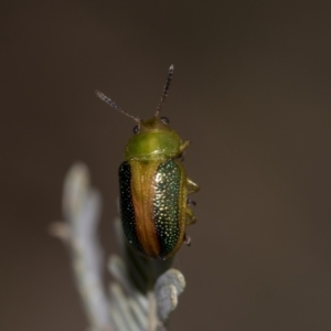 Calomela vittata at Acton, ACT - 12 Nov 2022