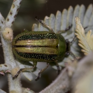 Calomela vittata at Acton, ACT - 12 Nov 2022