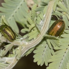 Calomela vittata at Acton, ACT - 12 Nov 2022 04:05 PM