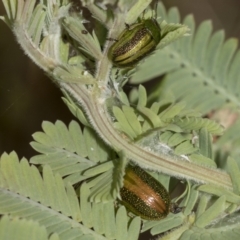 Calomela vittata at Acton, ACT - 12 Nov 2022 04:05 PM