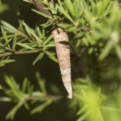 Conoeca or Lepidoscia (genera) IMMATURE (Unidentified Cone Case Moth larva, pupa, or case) at Acton, ACT - 12 Nov 2022 by AlisonMilton