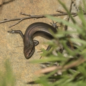 Lampropholis guichenoti at Acton, ACT - 12 Nov 2022