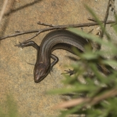 Lampropholis guichenoti at Acton, ACT - 12 Nov 2022