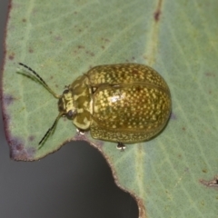 Paropsisterna cloelia at Acton, ACT - 12 Nov 2022 04:41 PM