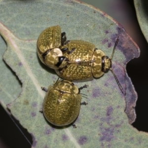 Paropsisterna cloelia at Acton, ACT - 12 Nov 2022 04:41 PM