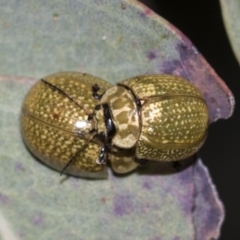 Paropsisterna cloelia at Acton, ACT - 12 Nov 2022 04:41 PM