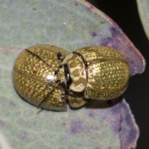 Paropsisterna cloelia at Acton, ACT - 12 Nov 2022 04:41 PM