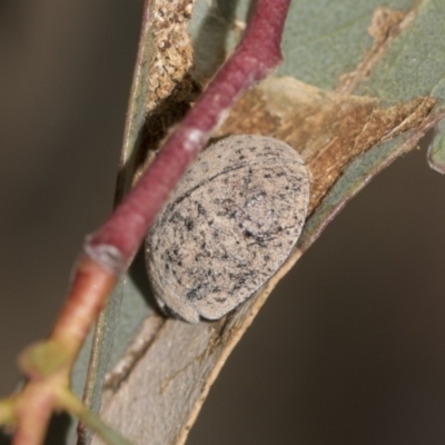 Trachymela sp. (genus) (Brown button beetle) at Acton, ACT - 12 Nov 2022 by AlisonMilton