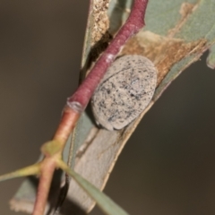 Trachymela sp. (genus) at Acton, ACT - 12 Nov 2022