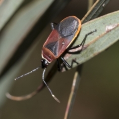 Dindymus versicolor (Harlequin Bug) at Acton, ACT - 12 Nov 2022 by AlisonMilton