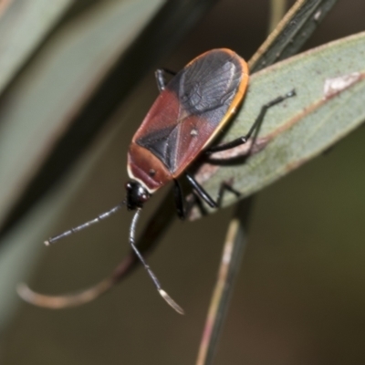 Dindymus versicolor (Harlequin Bug) at Australian National University - 12 Nov 2022 by AlisonMilton