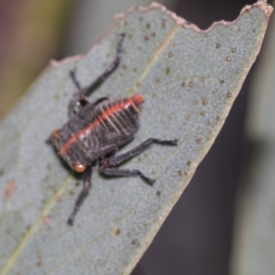 Eurymeloides minuta (Gumtree leafhopper) at Acton, ACT - 12 Nov 2022 by AlisonMilton