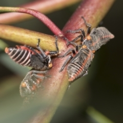 Eurymeloides minuta at Australian National University - 12 Nov 2022