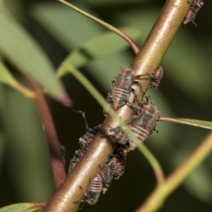 Eurymeloides minuta at Australian National University - 12 Nov 2022 04:59 PM