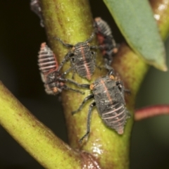 Eurymeloides minuta at Australian National University - 12 Nov 2022 04:59 PM