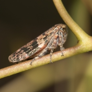 Eurymeloides adspersa at Acton, ACT - 12 Nov 2022