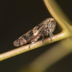 Eurymeloides adspersa at Acton, ACT - 12 Nov 2022