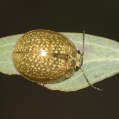 Paropsisterna cloelia (Eucalyptus variegated beetle) at Acton, ACT - 12 Nov 2022 by AlisonMilton