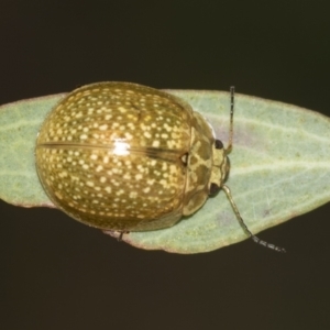 Paropsisterna cloelia at Acton, ACT - 12 Nov 2022 05:09 PM