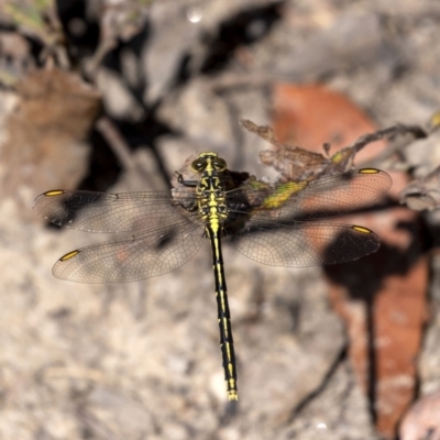 Austrogomphus guerini (Yellow-striped Hunter) at Penrose - 12 Nov 2022 by Aussiegall