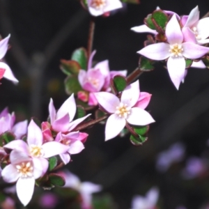 Boronia algida at Tinderry, NSW - suppressed