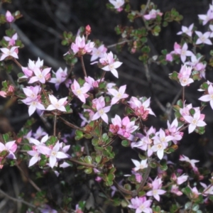 Boronia algida at Tinderry, NSW - suppressed