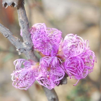 Melaleuca thymifolia (Thyme Honey-myrtle) at Bugong National Park - 4 Nov 2022 by Harrisi