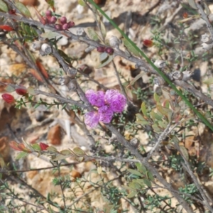 Melaleuca thymifolia at Budgong, NSW - 5 Nov 2022