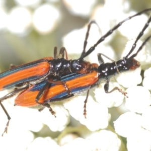 Stenoderus suturalis at North Nowra, NSW - 4 Nov 2022