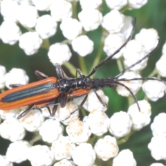 Stenoderus suturalis at North Nowra, NSW - 4 Nov 2022