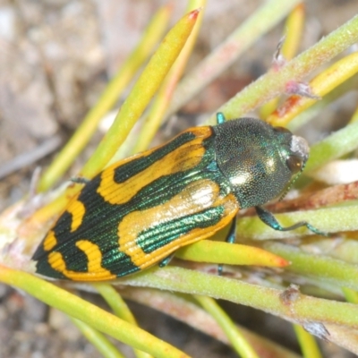 Castiarina jospilota (A jewel beetle) at Tianjara, NSW - 4 Nov 2022 by Harrisi