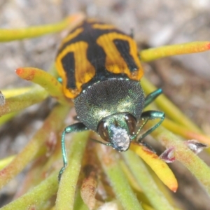 Castiarina jospilota at Tianjara, NSW - 4 Nov 2022 01:27 PM