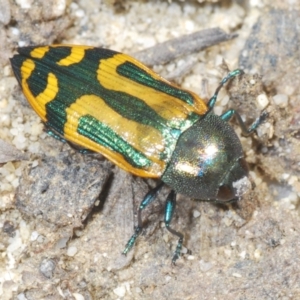 Castiarina jospilota at Tianjara, NSW - 4 Nov 2022 01:27 PM