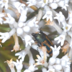 Castiarina jospilota at Tianjara, NSW - 4 Nov 2022 01:27 PM