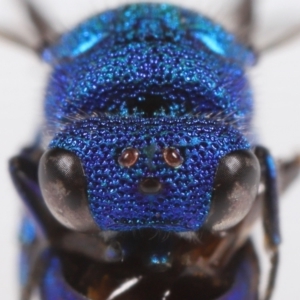 Primeuchroeus sp. (genus) at Evatt, ACT - 10 Nov 2022