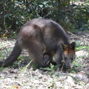 Wallabia bicolor at Acton, ACT - 12 Nov 2022