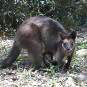 Wallabia bicolor at Acton, ACT - 12 Nov 2022