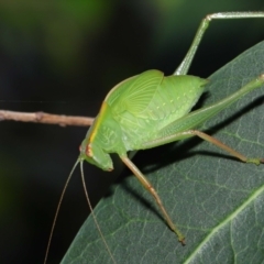 Caedicia simplex (Common Garden Katydid) at Acton, ACT - 12 Nov 2022 by TimL