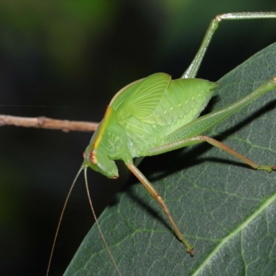 Caedicia simplex (Common Garden Katydid) at Acton, ACT - 12 Nov 2022 by TimL