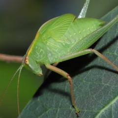 Caedicia simplex at Acton, ACT - 12 Nov 2022